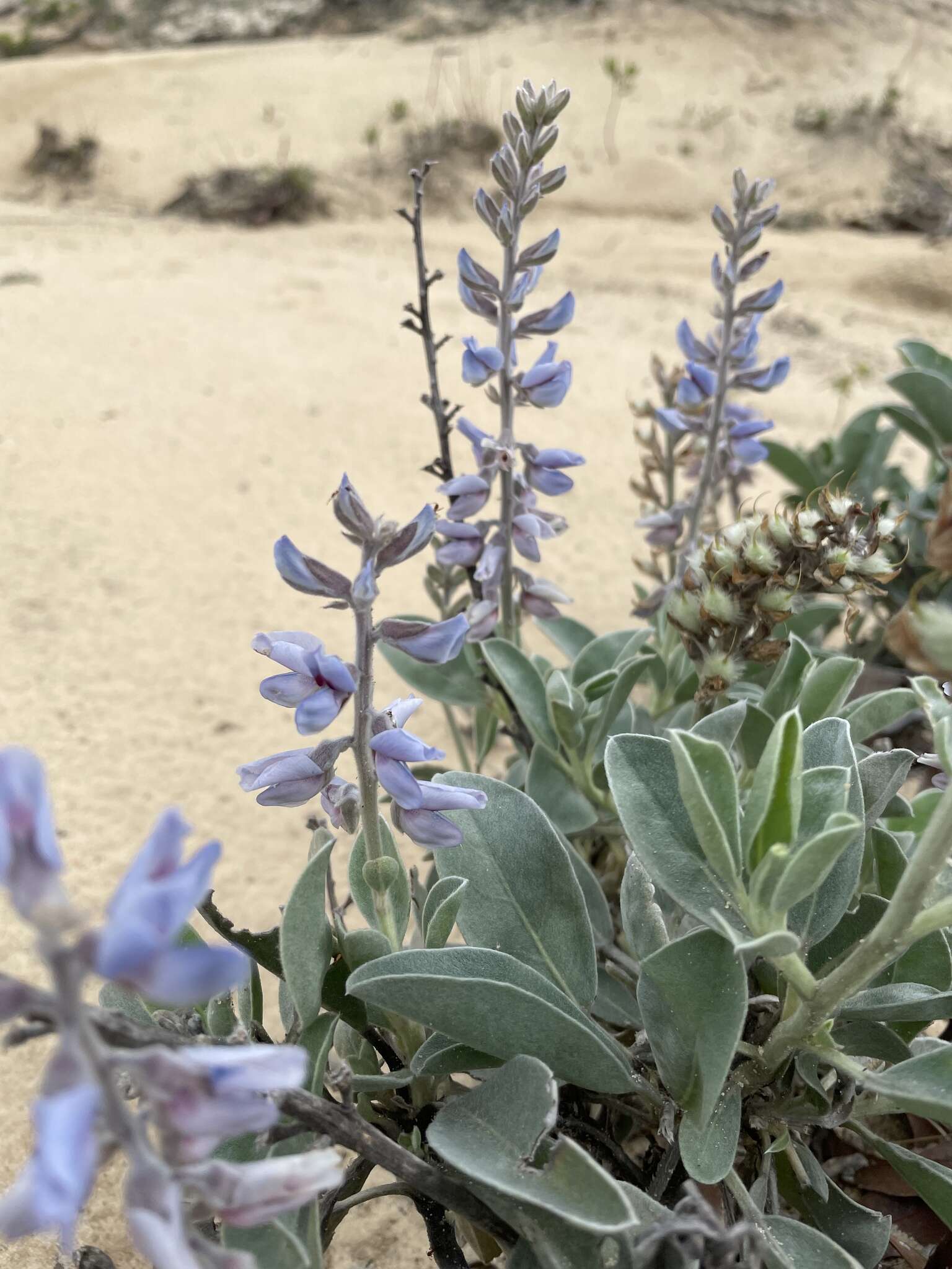 Image of Gulf Coast lupine