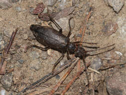 Image of Vesperus aragonicus Baraud 1964