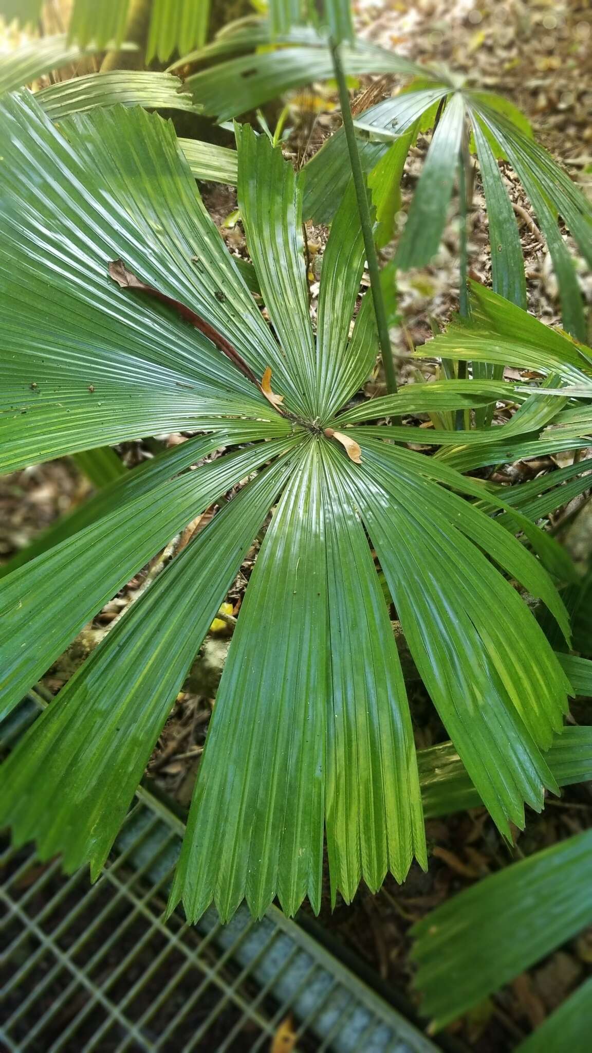 Image of Licuala fan palm