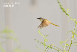 Prinia flaviventris (Delessert 1840) resmi