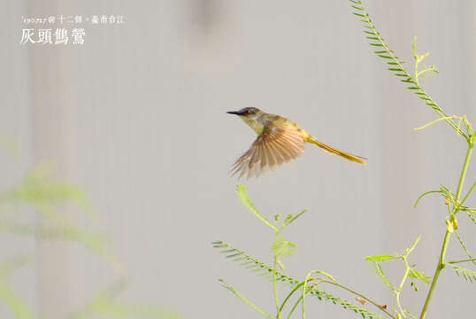 Imagem de Prinia flaviventris (Delessert 1840)