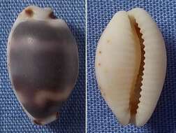 Image of Cowrie