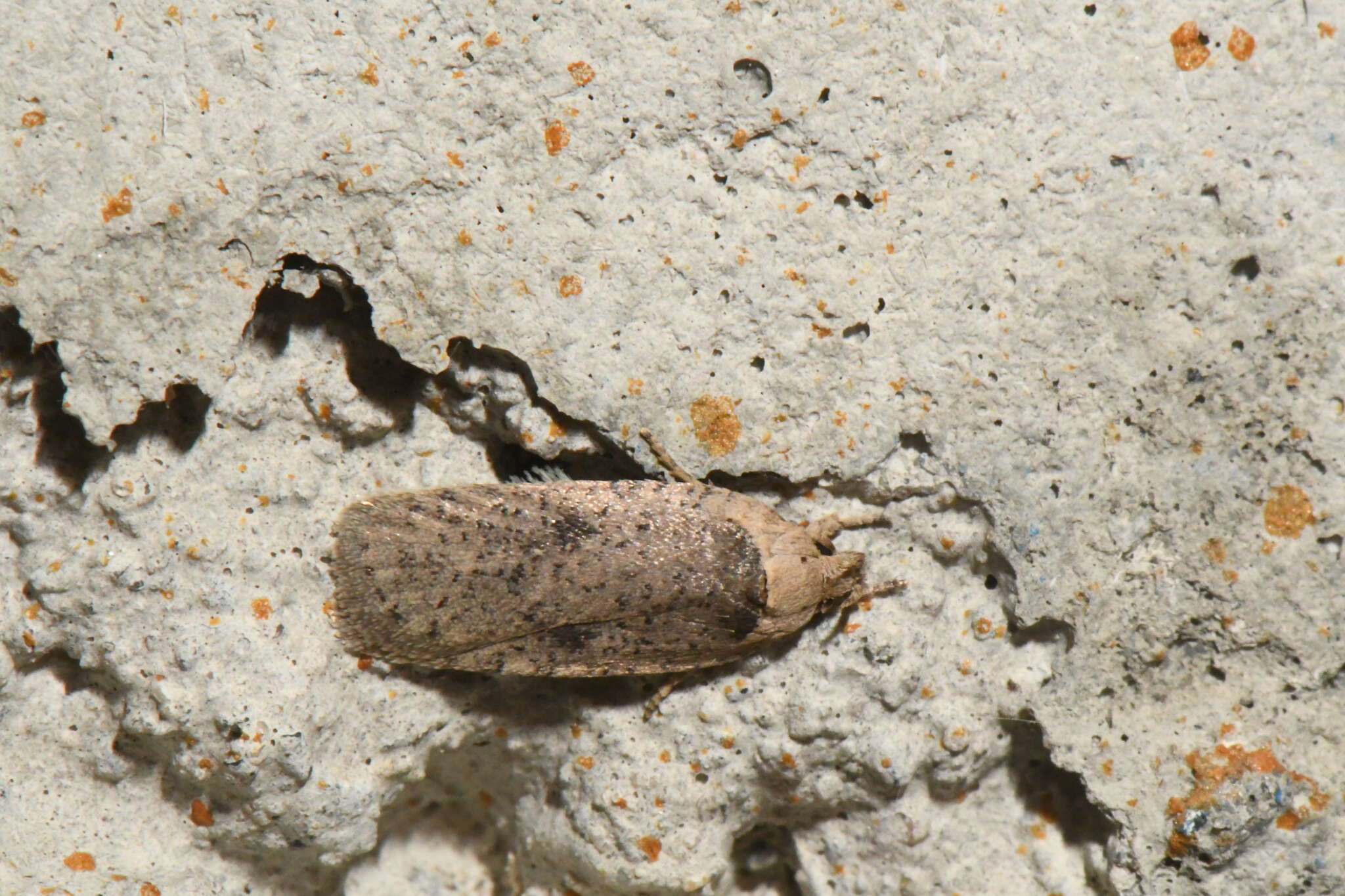 Image of Agonopterix argillacea Walsingham 1881