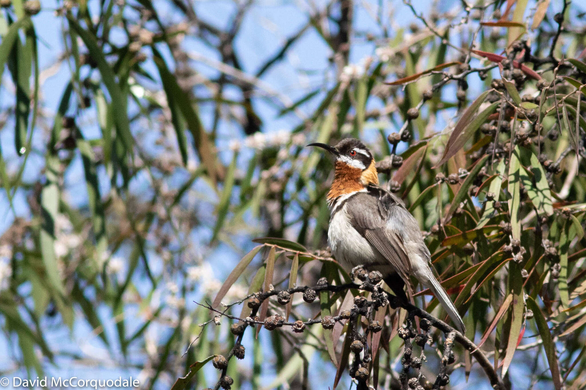 Image of Western Spinebill