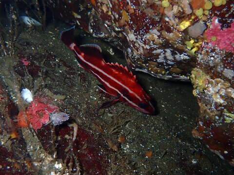 Image of Yelloweye rockfish