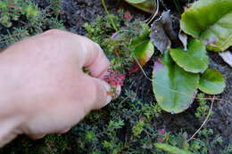 Image of bloodbell heath