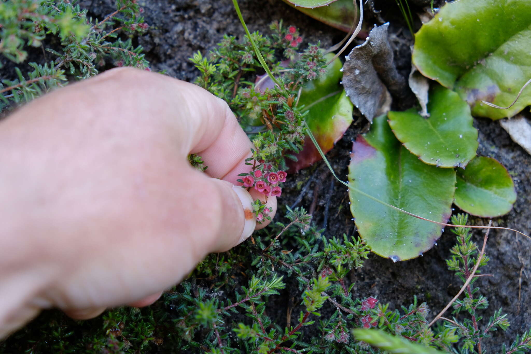 Image of bloodbell heath