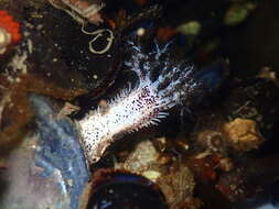 Image of peppered sea cucumber