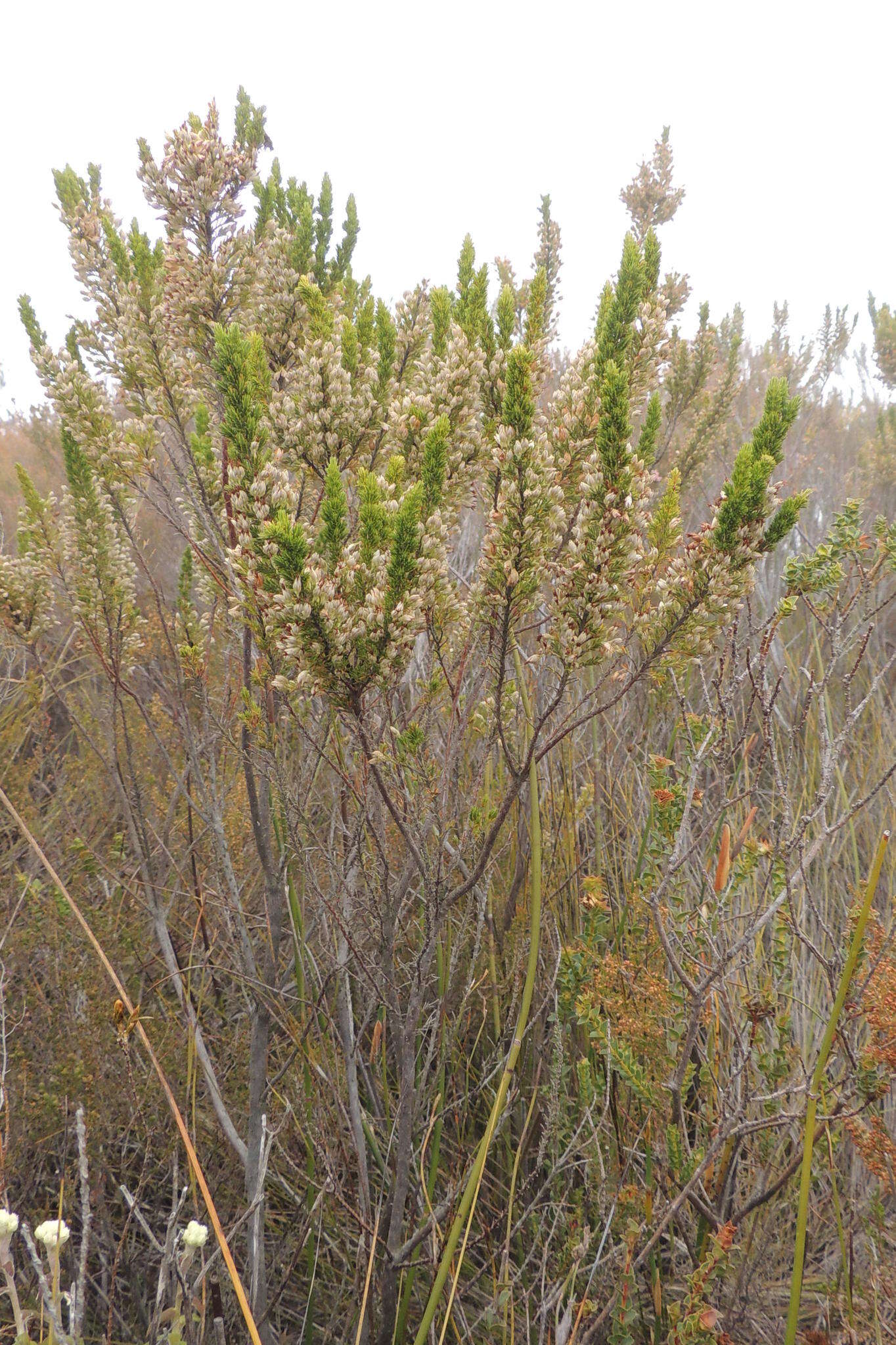 Imagem de Erica penicilliformis var. penicilliformis