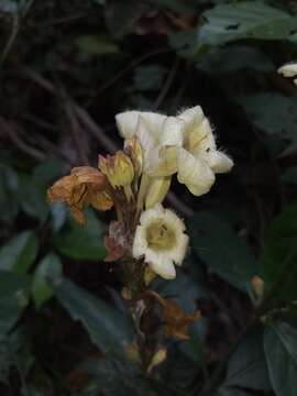 Image of Ruellia proxima Lindau