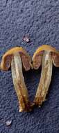 Image of Cortinarius epiphaeus (E. Horak) Peintner & M. M. Moser 2002