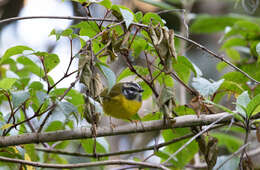 Image of Santa Marta Warbler