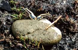 Image of Indra Swallowtail