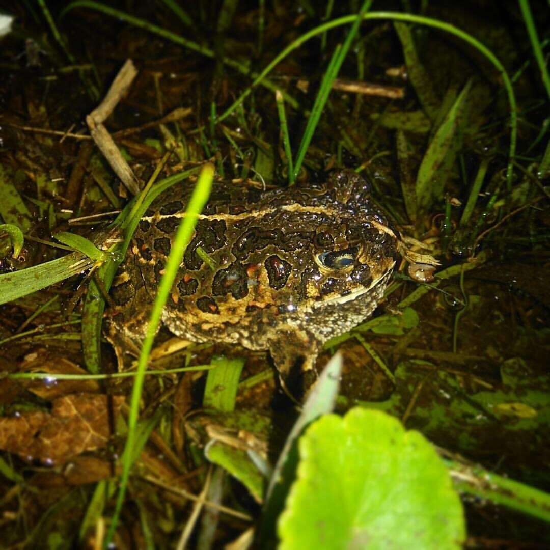 Image of American Ground Frog