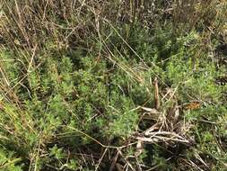 Image of Comb-Leaf Mermaidweed