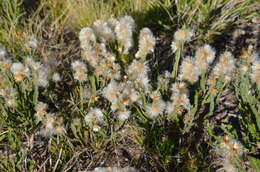 Image of Baccharis crispa Spreng.