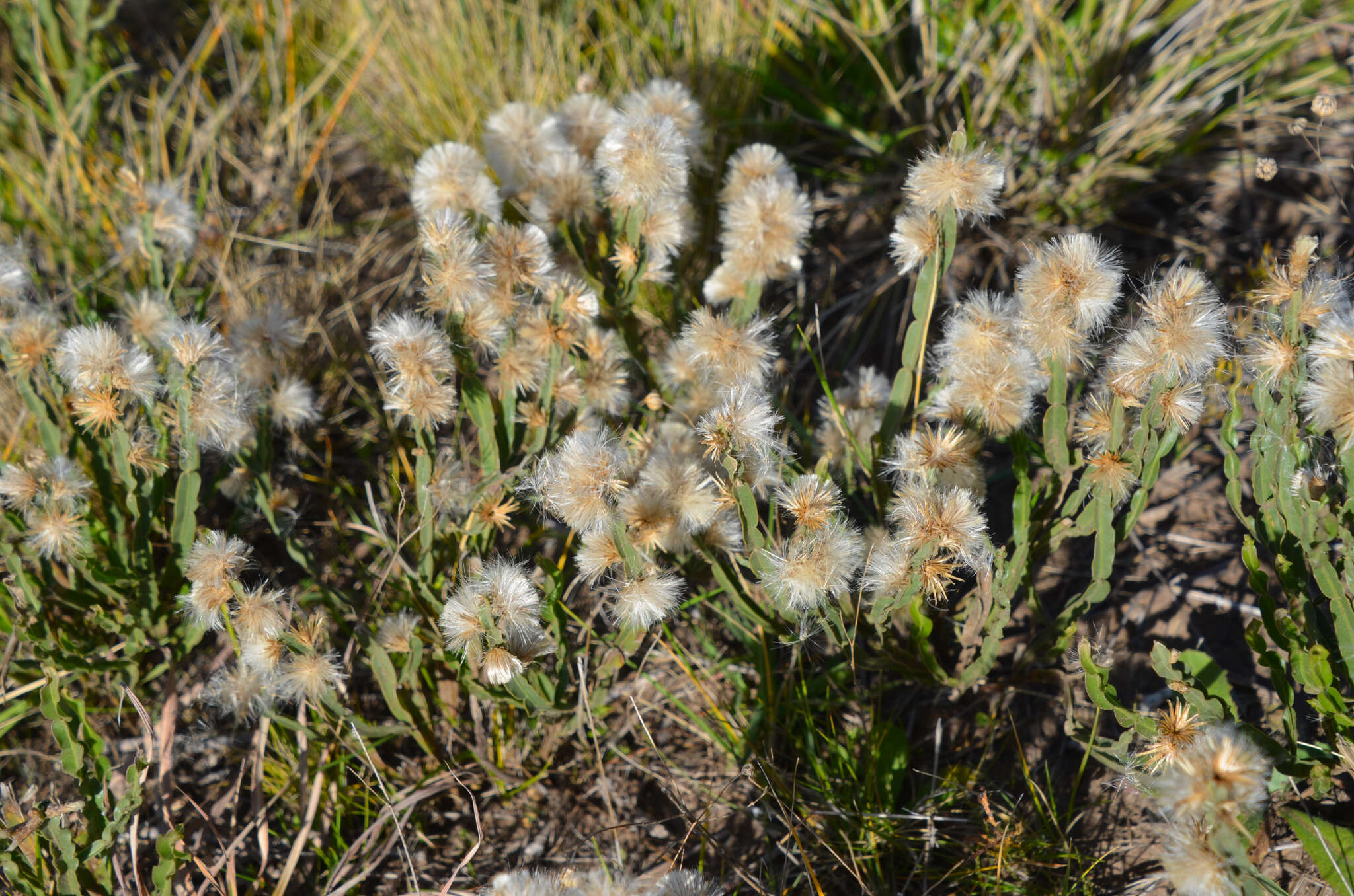 Image of Baccharis crispa Spreng.