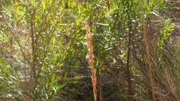 Image of Andropogon eremicus