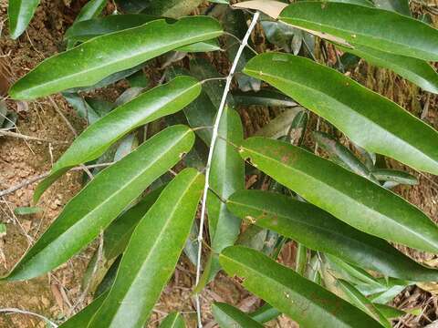 Image of Hypserpa laurina (F. Müll.) Diels