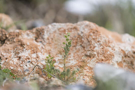 Image of alyssum