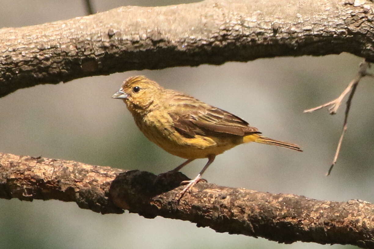 Image of Stripe-tailed Yellow Finch