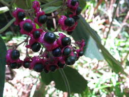 Imagem de Clerodendrum tracyanum (F. Muell.) Benth.