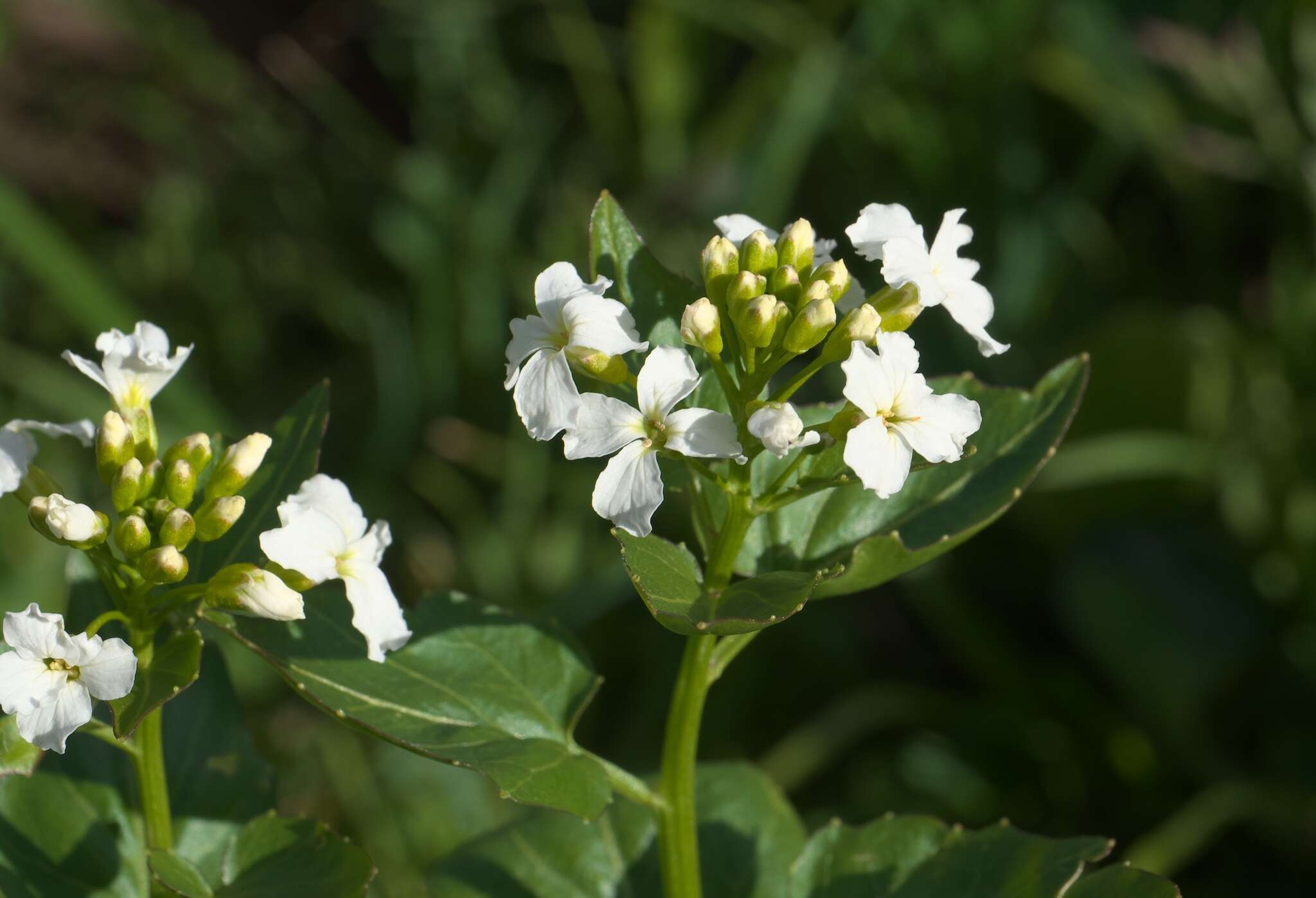 Image of Large Mountain Bittercress