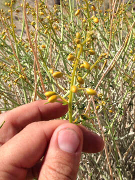 Image of desertsenna