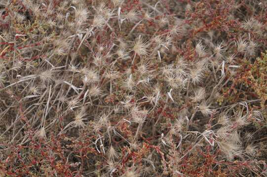 Plancia ëd Hordeum marinum subsp. gussoneanum (Parl.) Thell.