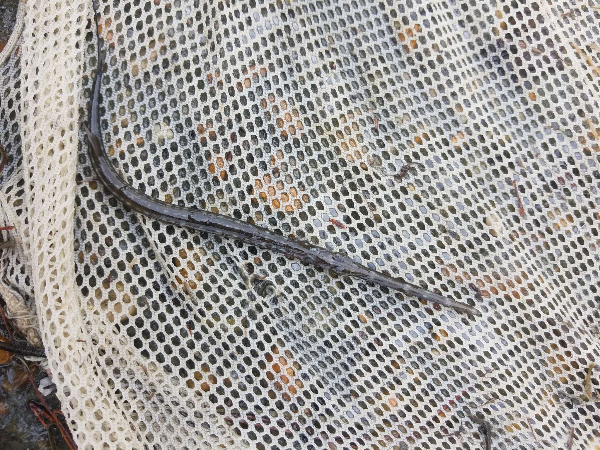 Image of Blue-spotted Cornetfish