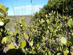 Image de Robsonodendron maritimum (Bolus) R. H. Archer