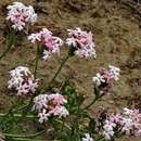 Imagem de Glandularia aurantiaca (Speg.) Botta