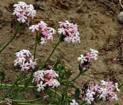 Imagem de Glandularia aurantiaca (Speg.) Botta