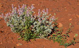 Image of Ptilotus rotundifolius (F. Müll.) F. Müll.