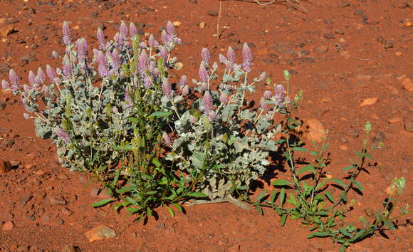 Image of Ptilotus rotundifolius (F. Müll.) F. Müll.