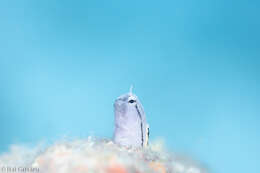 Image of Red Sea Mimic Blenny