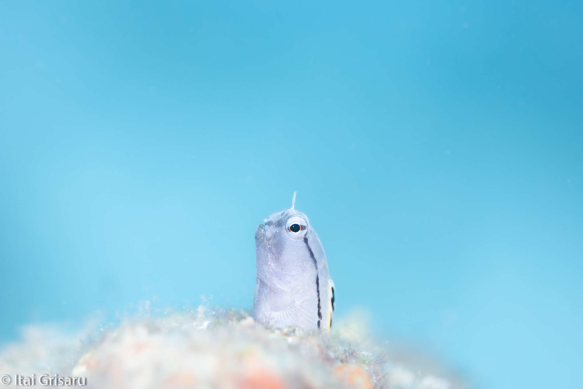 Image of Red Sea Mimic Blenny