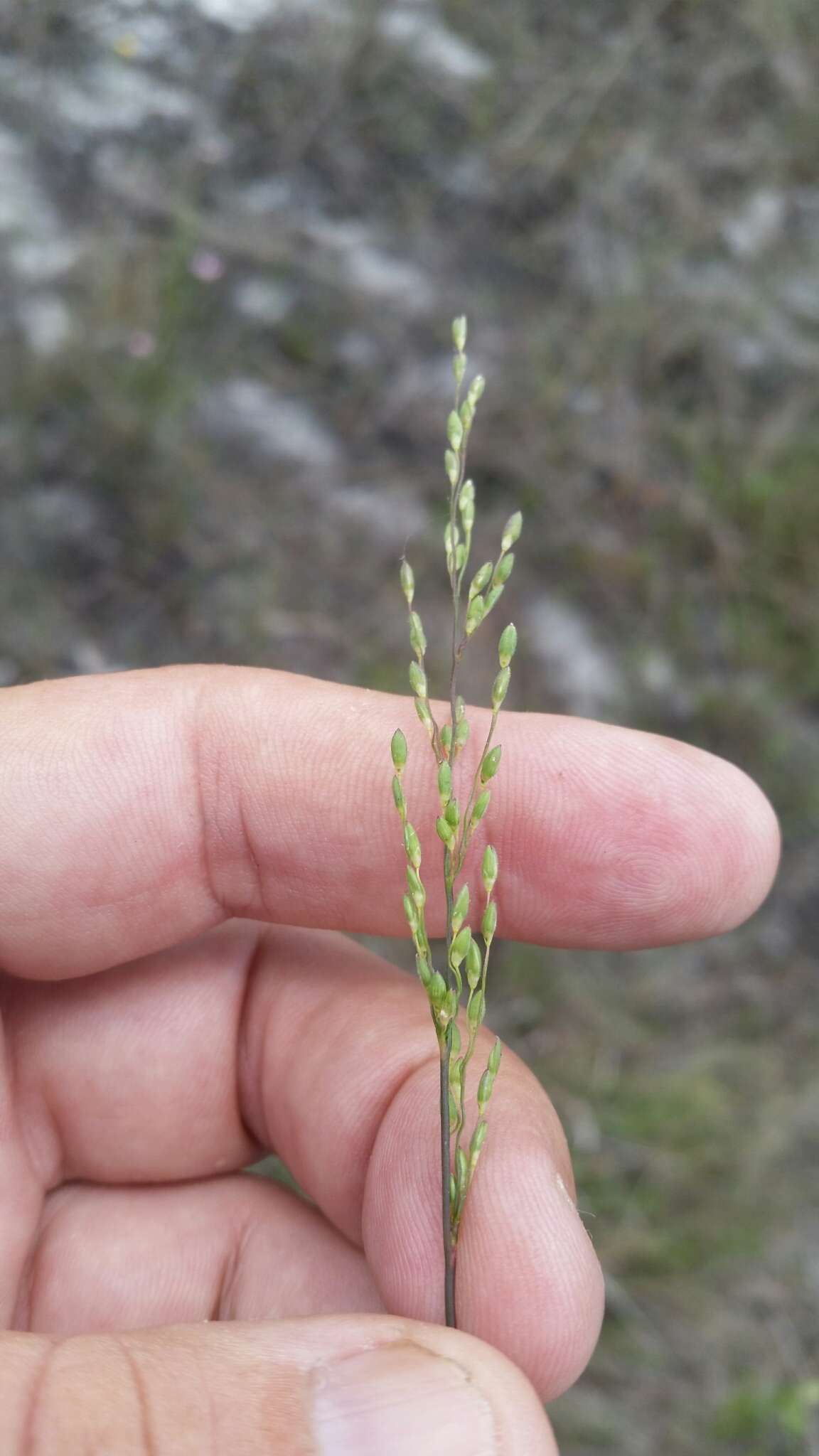 Imagem de Panicum pinetorum Swallen