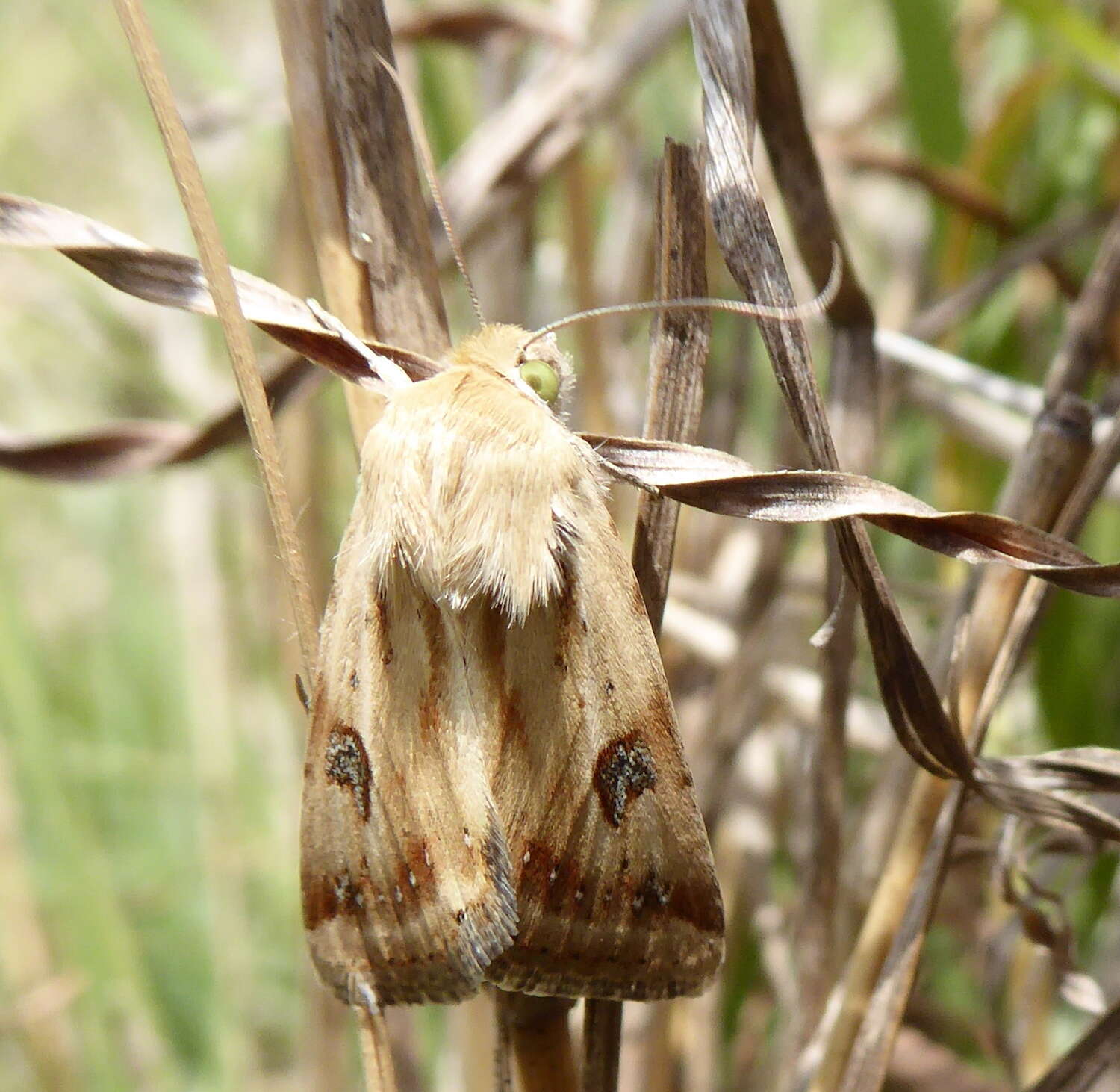 Image of Heliothinae