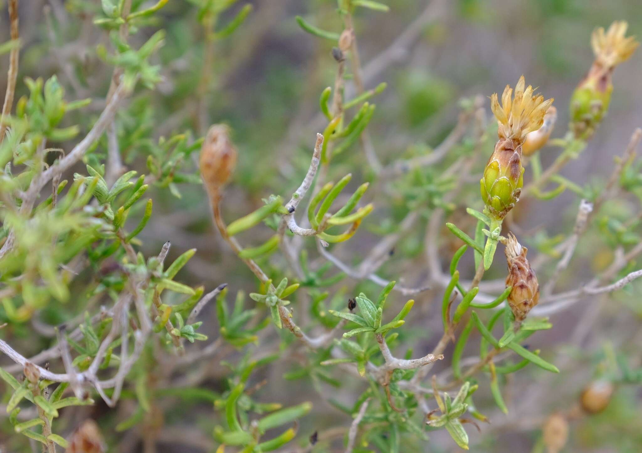 Imagem de Pteronia ciliata Thunb.