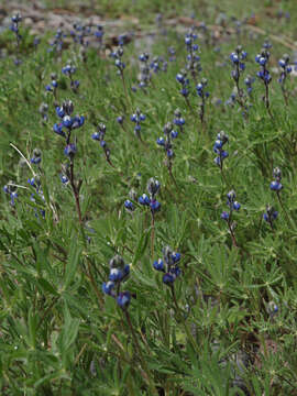 Plancia ëd Lupinus polycarpus Greene