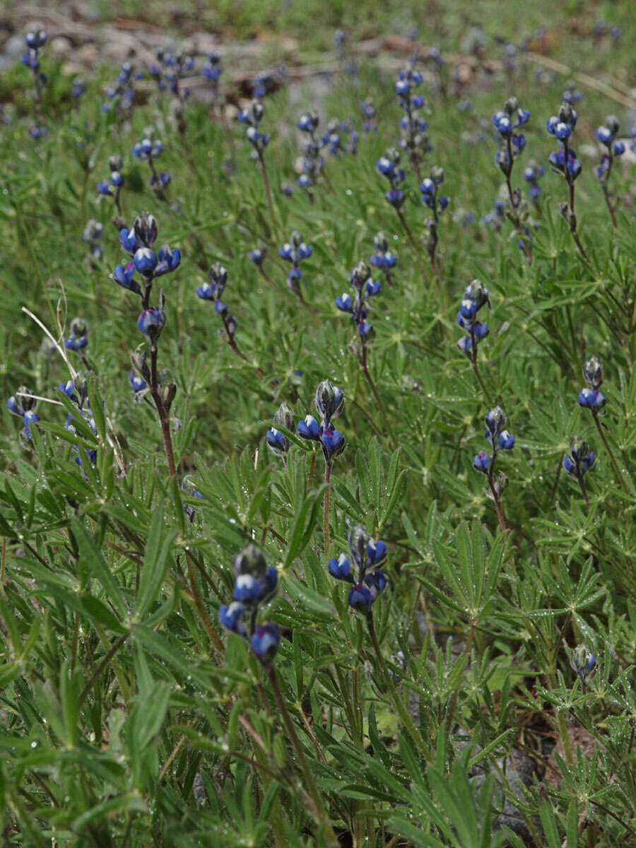 Image of smallflower lupine