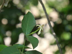 Image of Oxyceros longiflorus (Lam.) T. Yamaz.