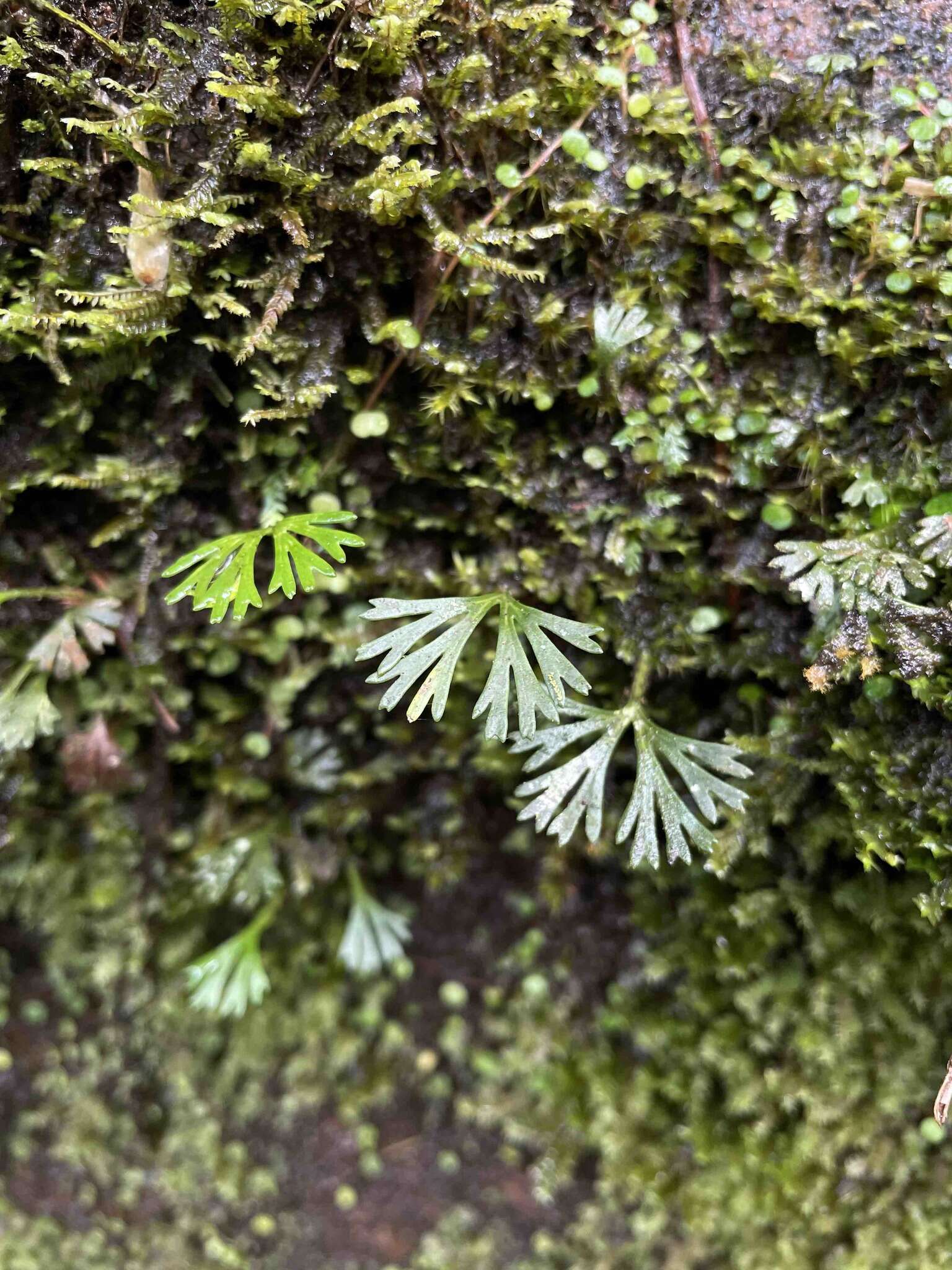 Sivun Elaphoglossum peltatum (Sw.) Urb. kuva