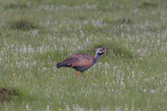 Image of Blue Bustard