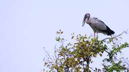 Image of Openbill stork