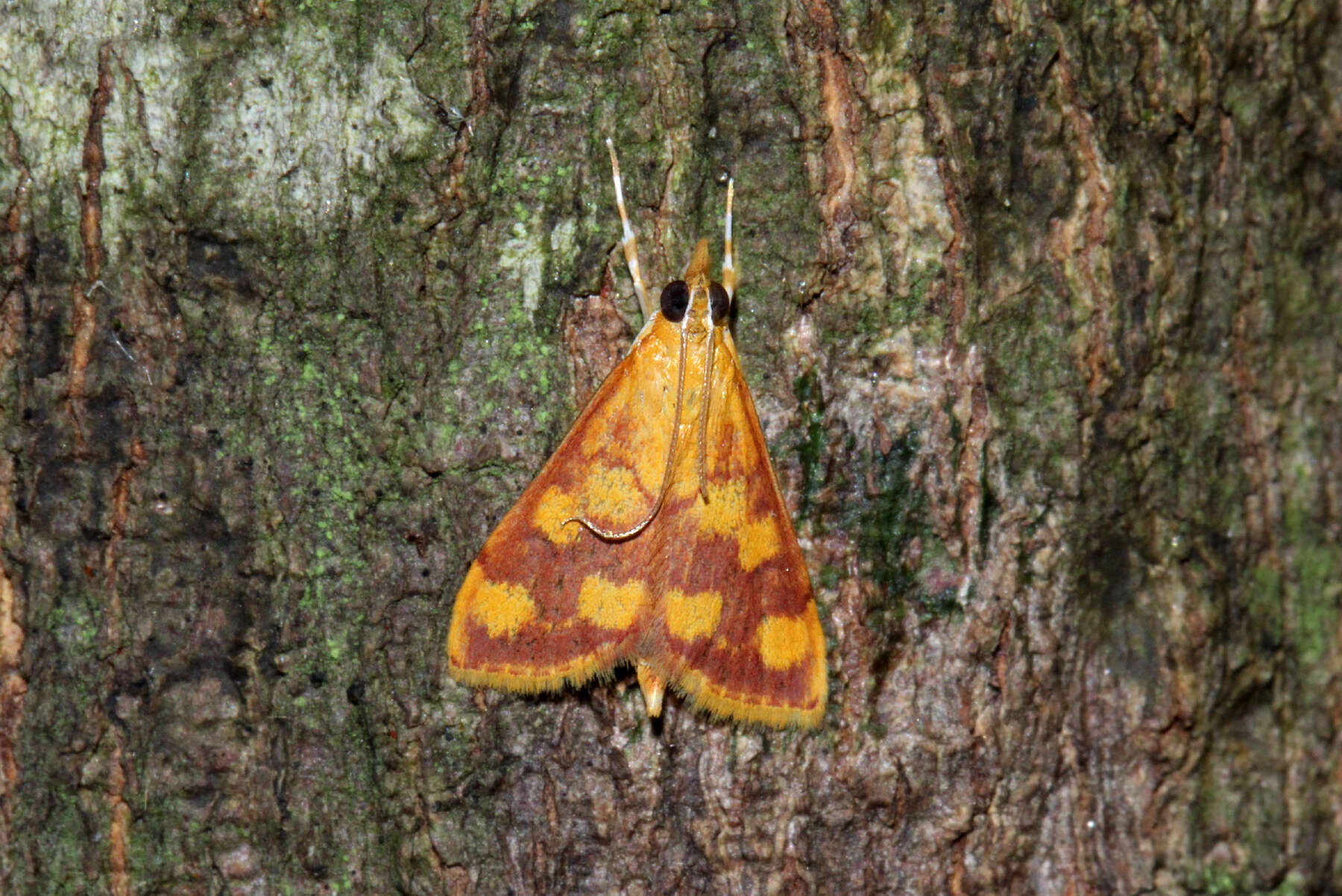 Image of Pyrausta phoenicealis Hübner 1818