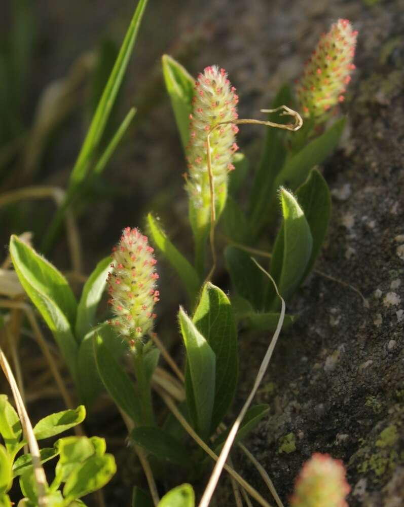 Image of Cascade Willow