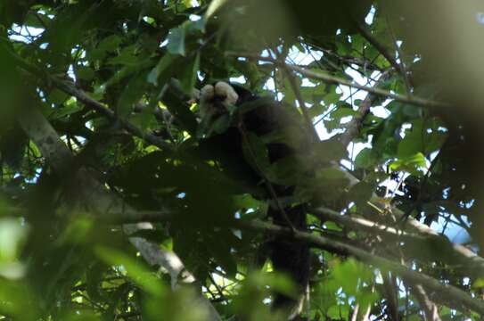 Image of White-faced Saki