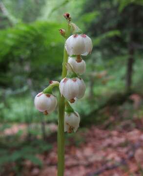 Image of Pyrola media Sw.